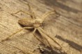 /album/pisauridae/pisaura-mirabilis-sep3-m-jpg/